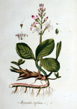 Birke Litho